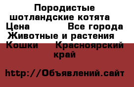 Породистые шотландские котята. › Цена ­ 5 000 - Все города Животные и растения » Кошки   . Красноярский край